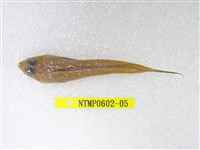 藏品(絲鰭斜棘(魚銜))的圖片